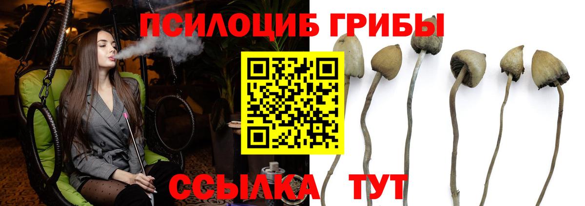 Галлюциногенные грибы прущие грибы  Вход с VPN  Камень-на-Оби  Псилоцибиновые грибы Psilocybe 